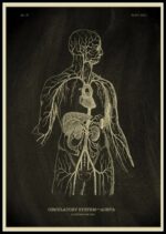 Poster Anatomia Do Corpo Humano – Image 14