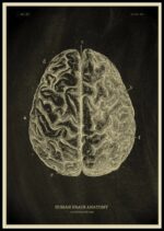 Poster Anatomia Do Corpo Humano – Image 5