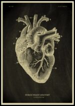 Poster Anatomia Do Corpo Humano – Image 6