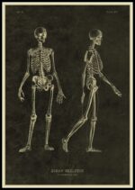 Poster Anatomia Do Corpo Humano – Image 7