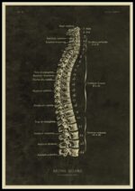 Poster Anatomia Do Corpo Humano – Image 8