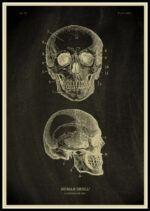 Poster Anatomia Do Corpo Humano – Image 10