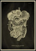 Poster Anatomia Do Corpo Humano – Image 11