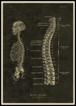 Poster Anatomia Do Corpo Humano – Image 12