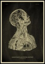 Poster Anatomia Do Corpo Humano – Image 13