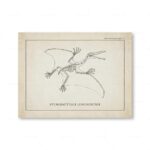 Poster Dinossauros – Image 9