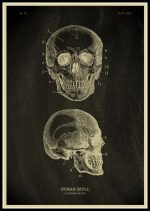 Ilustração de um crânio humano com detalhes anatómicos, vista frontal e lateral, com marcações numeradas para estudo.
