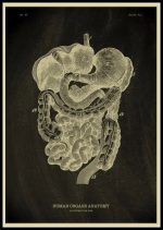 Ilustração antiga da anatomia do sistema digestivo humano, incluindo estômago, intestinos e outros órgãos internos.