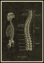 Ilustração detalhada da coluna vertebral e do crânio, mostrando vértebras, nervos e estrutura óssea em estilo antigo.