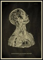 Desenho antigo do sistema cardiovascular e nervoso do corpo humano, mostrando o cérebro, coração, vasos sanguíneos e nervos em detalhes anatómicos.