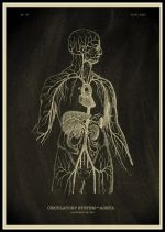 Esquema do sistema circulatório humano destacando a aorta e órgãos internos, com detalhes anatómicos em linhas brancas sobre fundo escuro.