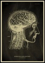 Ilustração detalhada do cérebro humano e da medula espinhal, mostrando diferentes áreas e estruturas anatómicas em estilo técnico.