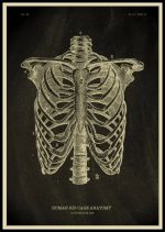 Ilustração detalhada da anatomia da caixa torácica humana, mostrando as costelas, esterno, coluna vertebral e cartilagens, com numeração de partes.