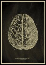 Desenho antigo de uma secção do cérebro humano, mostrando as dobras e sulcos cerebrais, com marcações de letras para diferentes áreas.
