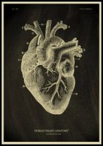 Ilustração detalhada do coração humano com suas câmaras, artérias e veias, mostrando a anatomia interna e externa do órgão.