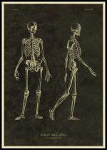 Desenho antigo de um esqueleto humano visto de frente e de lado, mostrando detalhes dos ossos do crânio, coluna, costelas, braços, pernas e pelve.