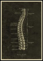 Ilustração detalhada da coluna vertebral humana com etiquetas de vértebras cervicais, torácicas, lombares, sacrais e coccígeas, incluindo vértebras específicas e estruturas associadas.