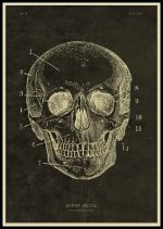 Esqueleto humano ilustrado em estilo vintage, com detalhes anatómicos marcados, incluindo crânio, órbitas, maxilar e mandíbulas, em fundo escuro.
