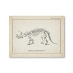 Esqueleto de Triceratops Prorsus com detalhes do crânio, costelas e patas, ilustrado em desenho técnico antigo.
