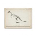 Esqueleto de um dinossauro Ceratosaurus Nasicornis, ilustrado em desenho técnico com detalhes do esqueleto completo, incluindo crânio, coluna vertebral e cauda.
