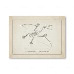 Desenho técnico de um fóssil de Pterodactylus Longirostris, mostrando detalhes do esqueleto e asas, em estilo de ilustração científica antiga.