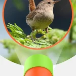 Pássaro pequeno visto através de um telescópio monocular, com detalhes visíveis na plumagem e no ambiente natural ao redor.