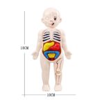 Jogo de Anatomia do Corpo Humano – Image 5