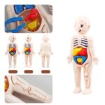 Jogo de Anatomia do Corpo Humano – Image 2