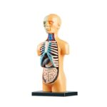 Jogo Anatomia Meio Corpo – Image 5
