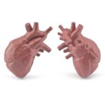 Jogo de Anatomia dos Órgãos Humanos – Image 5