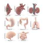 Jogo de Anatomia dos Órgãos Humanos – Image 6