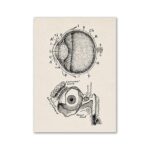 Poster Anatomia do Olho – Image 2