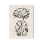 Poster Anatomia do Cérebro – Image 2