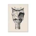 Poster Anatomia da Laringe e da Traqueia – Image 2