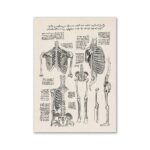 Poster Estudo Ilustrado do Esqueleto – Image 2