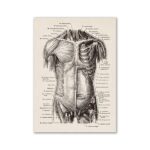 Poster Músculos do Corpo Humano – Image 3