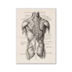 Poster Músculos do Corpo Humano – Image 2