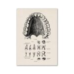 Poster da Dentição Humana – Image 2