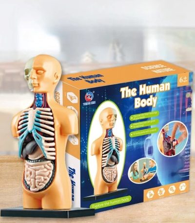 Modelo anatómico do corpo humano com órgãos internos visíveis, incluindo pulmões, coração, estômago e intestinos, em uma figura de tamanho médio, com detalhes coloridos para fins educativos.