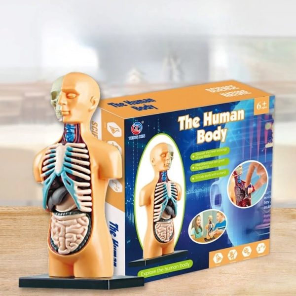 Modelo anatómico do corpo humano com órgãos internos visíveis, incluindo pulmões, coração, estômago e intestinos, em uma figura de tamanho médio, com detalhes coloridos para fins educativos.