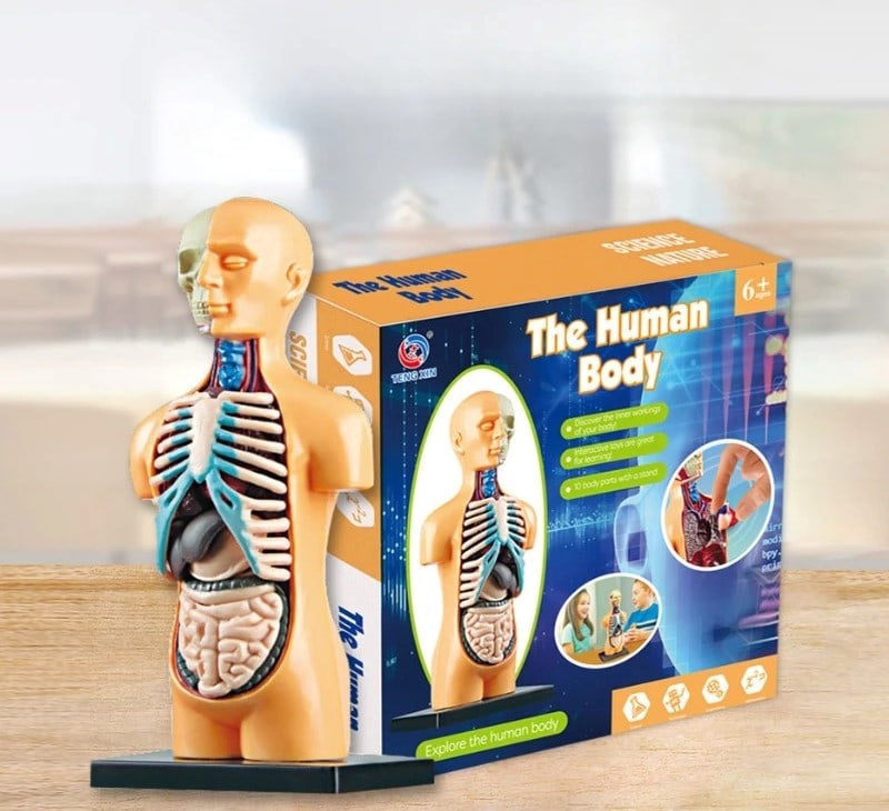 Modelo anatómico do corpo humano para estudo Modelo anatómico do corpo humano com órgãos internos visíveis, incluindo pulmões, coração, estômago e intestinos, em uma figura de tamanho médio, com detalhes coloridos para fins educativos.