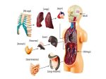Modelo anatómico de corpo humano com órgãos internos destacados, incluindo pulmões, coração, fígado, estômago, intestinos, rins, ossos e pele.