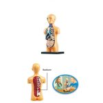 Modelo anatómico de meio corpo com detalhes de órgãos internos, incluindo coração, pulmões, estômago e intestinos, usado para ensino de anatomia.