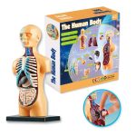 Modelo anatómico do corpo humano com órgãos internos visíveis, incluindo coração, pulmões, estômago e intestinos, com destaque para detalhes internos e uso educativo.