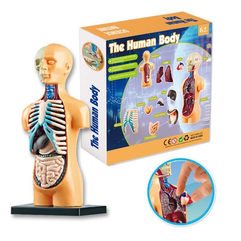 Modelo anatómico do corpo humano com órgãos internos visíveis, incluindo coração, pulmões, estômago e intestinos, com destaque para detalhes internos e uso educativo.