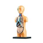 Modelo anatómico do corpo humano com detalhes visíveis dos órgãos internos e sistema esquelético, visto de frente.