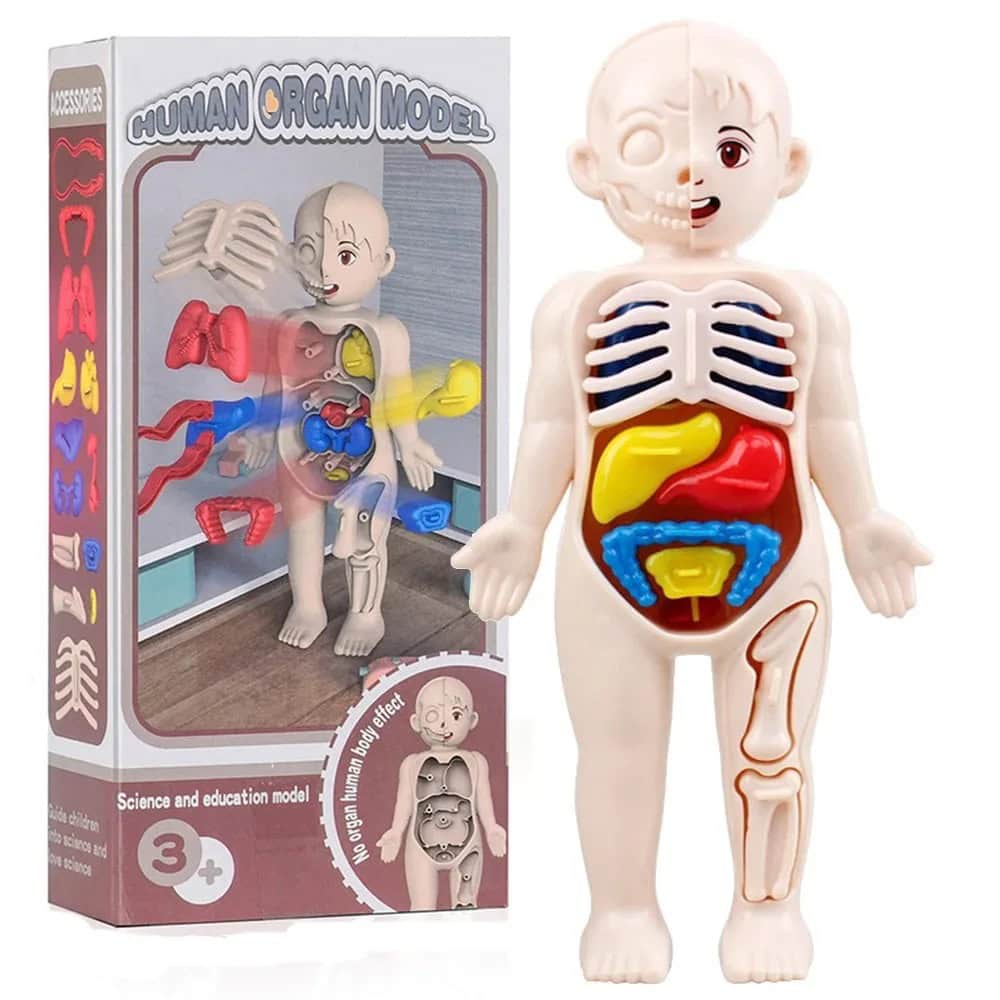 Boneco de plástico com órgãos internos coloridos, incluindo coração, pulmões, estômago e intestinos, ao lado da caixa com ilustração do modelo.