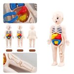 Boneco de anatomia infantil com órgãos internos destacáveis, incluindo coração, pulmões, estômago e intestinos, com detalhes coloridos e partes móveis.