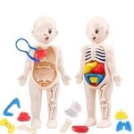 Boneco infantil com órgãos internos removíveis, incluindo coração, pulmões, estômago e intestinos, com detalhes anatómicos coloridos e acessórios de estudo.