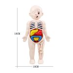 Boneco de plástico com partes internas visíveis, incluindo órgãos coloridos e ossos, com dimensões de 18cm de altura e 10cm de largura.